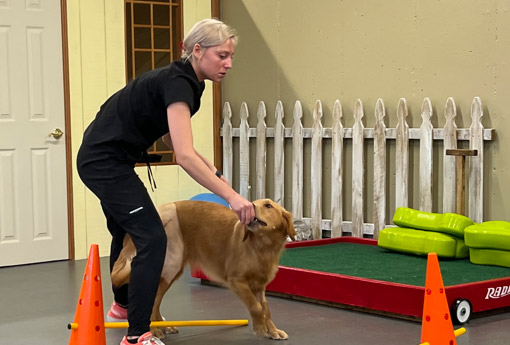Pet Canine Exercise Program in Cape Girardeau