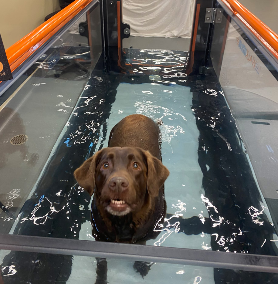 Canine underwater online treadmill