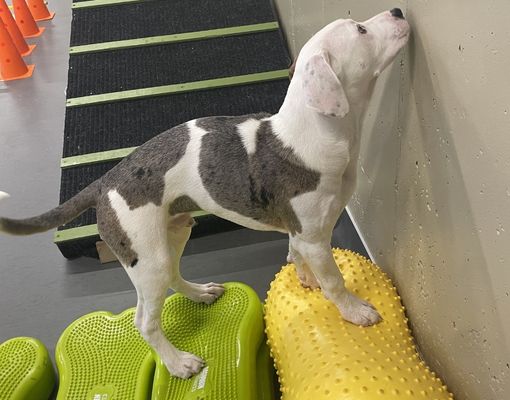 Canine standing on a colorful foam ball