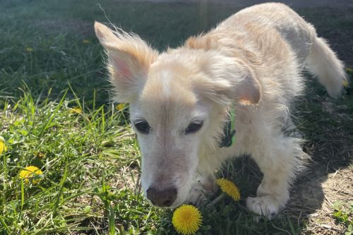 A dog is positioned in grass