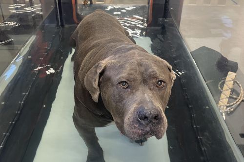 A dog exercising on underwater treadmill
