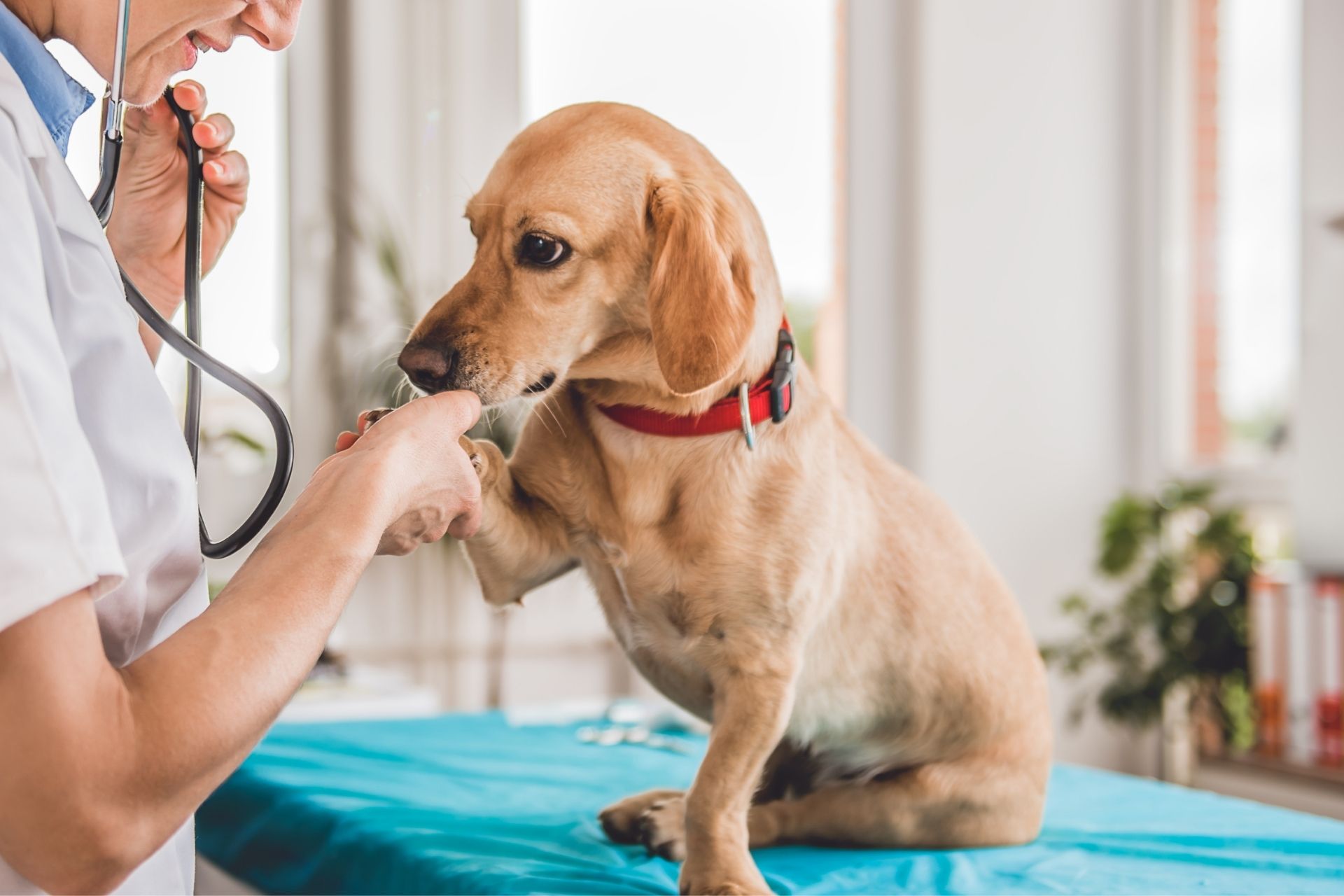Pudd;e Jumper Canine Rehab