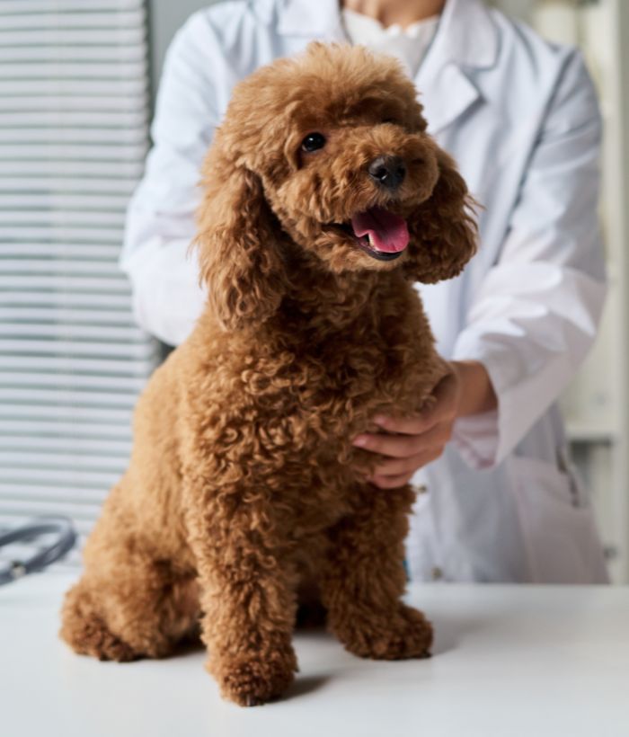 a vet examining a dog