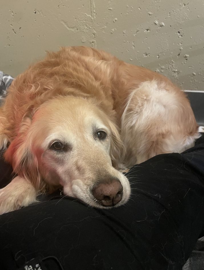 a dog lying on a pet bed